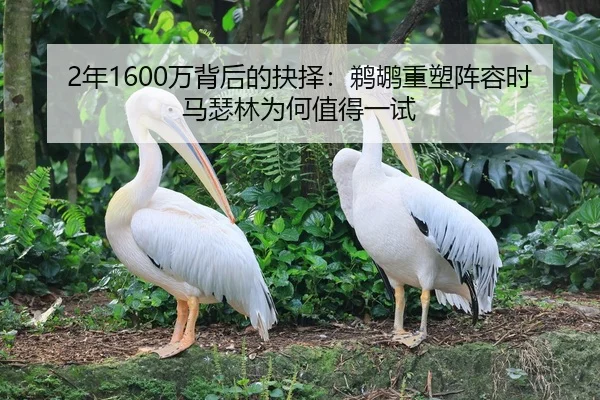 2年1600万背后的抉择：鹈鹕重塑阵容时马瑟林为何值得一试 | kaiyun